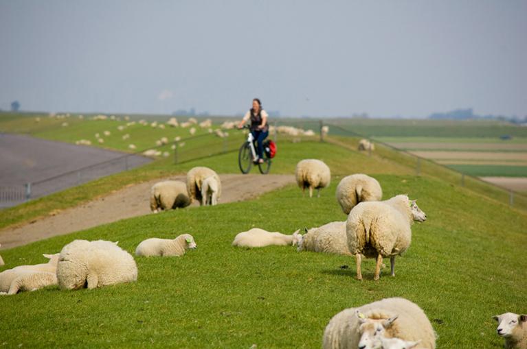 Groningen - fietsen op de zeedijk