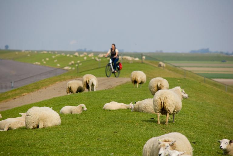 Zeedijk Groningen met schapen